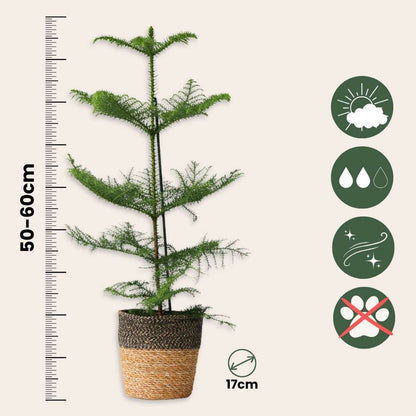 Other Green Houseplants Rumsgran - Araucaria Heterophylla - Höjd 50-60Cm - ⌀17Cm