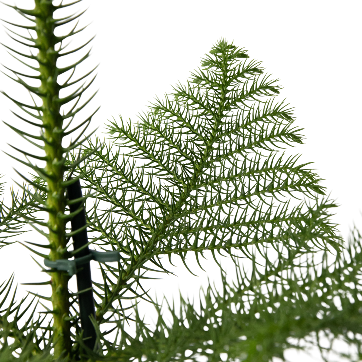 Other Green Houseplants Rumsgran - Araucaria Heterophylla - Höjd 50-60Cm - ⌀17Cm