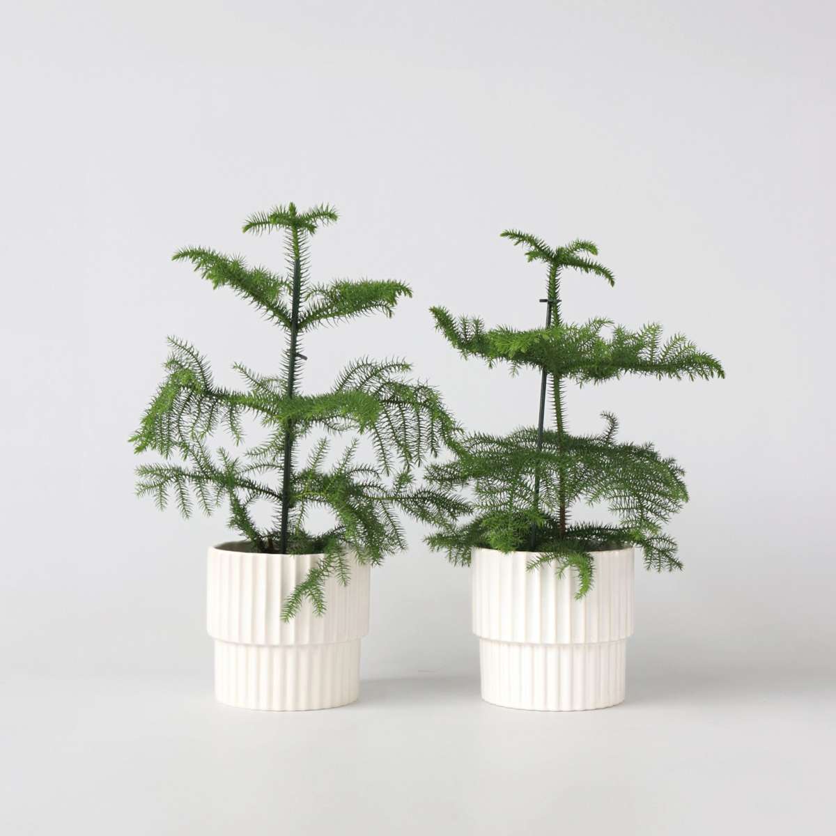 Other Green Houseplants Rumsgran - Set Om 2 - Araucaria Heterophylla - Höjd 45-55Cm - ⌀14Cm