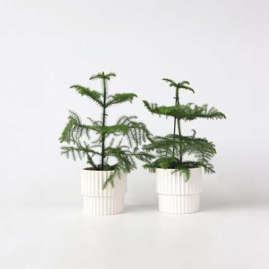 Florastore Rumsgran - Set Om 2 - Araucaria Heterophylla - Höjd 45-55Cm - ⌀14Cm
