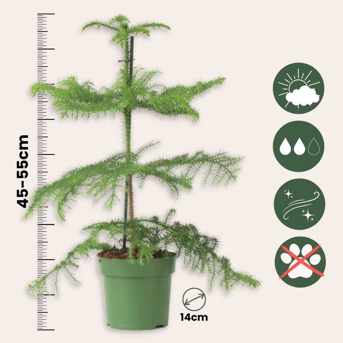 Other Green Houseplants Rumsgran - Set Om 2 - Araucaria Heterophylla - Höjd 45-55Cm - ⌀14Cm