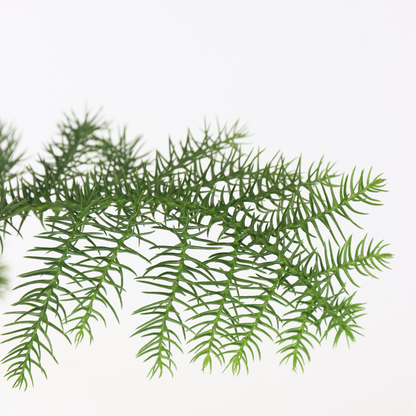 Other Green Houseplants Rumsgran - Set Om 2 - Araucaria Heterophylla - Höjd 45-55Cm - ⌀14Cm