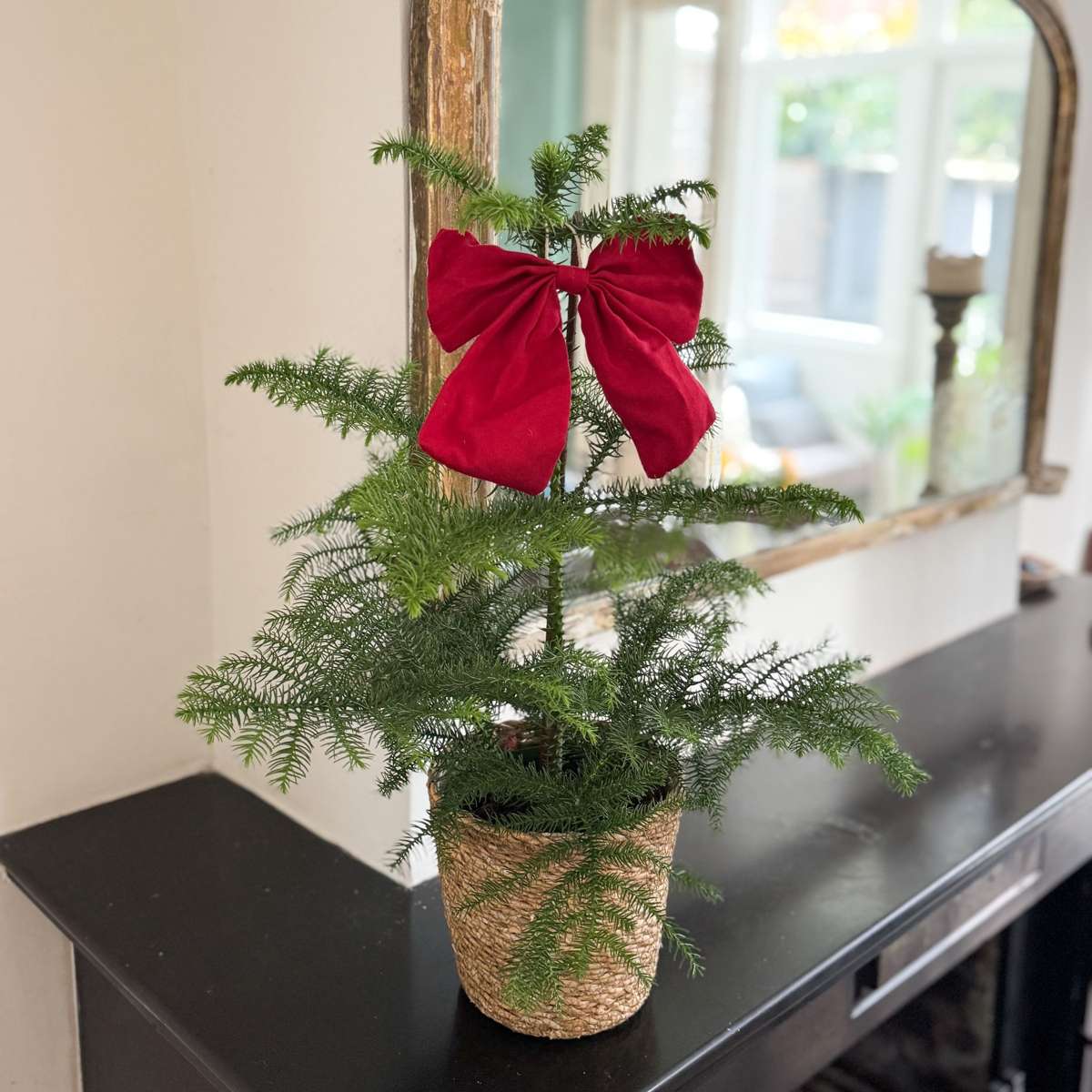 Other Green Houseplants Rumsgran - Set Om 2 - Araucaria Heterophylla - Höjd 45-55Cm - ⌀14Cm