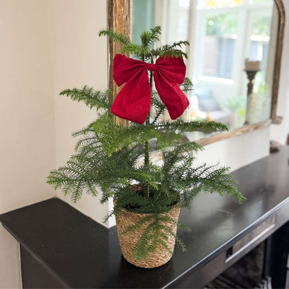 Other Green Houseplants Rumsgran - Set Om 2 - Araucaria Heterophylla - Höjd 45-55Cm - ⌀14Cm