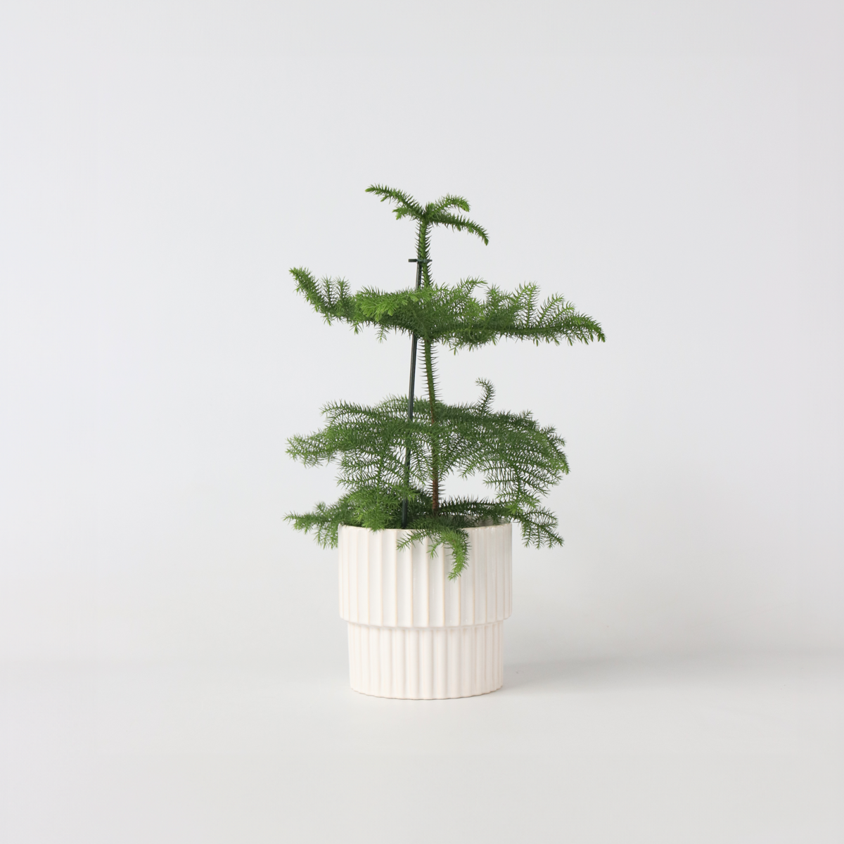 Florastore Rumsgran - Araucaria Heterophylla - Höjd 45-55Cm - ⌀14Cm