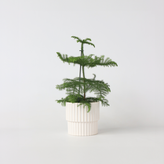Other Green Houseplants Rumsgran - Araucaria Heterophylla - Höjd 45-55Cm - ⌀14Cm