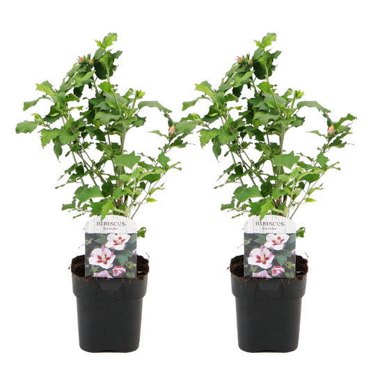 Florastore Hibiskus - Set Om 2 - Hibiscus Syriacus 'Hamabo' - Höjd 25-40Cm - ⌀17Cm