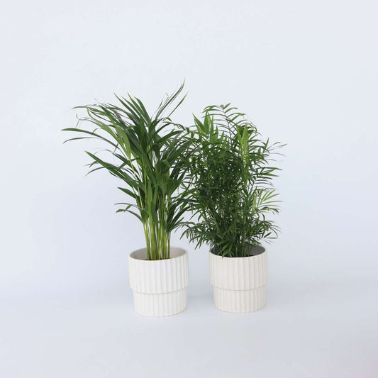 Florastore Inomhus Palmblandning - Set Om 2 - Chamaedorea, Dypsis - Höjd 50-70Cm - ⌀17Cm