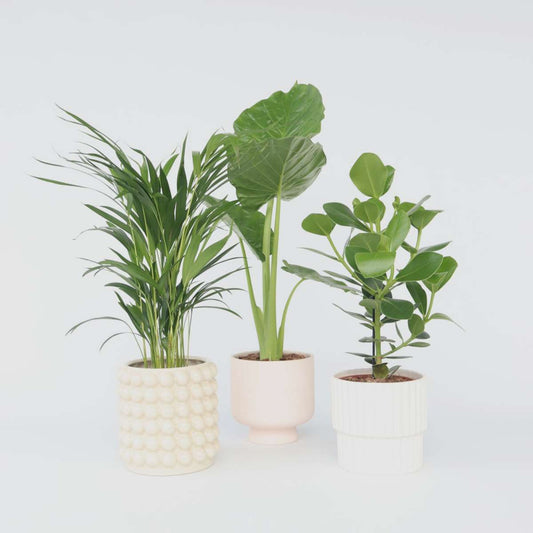 Florastore Fräscht Grönt - Set Om 3 - Dypsis, Clusia Rosea, Alocasia - Höjd 50-70Cm - ⌀17Cm