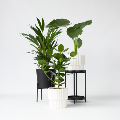 Alocasia Fräscht Grönt - Set Om 3 - Dypsis, Clusia Rosea, Alocasia - Höjd 50-70Cm - ⌀17Cm