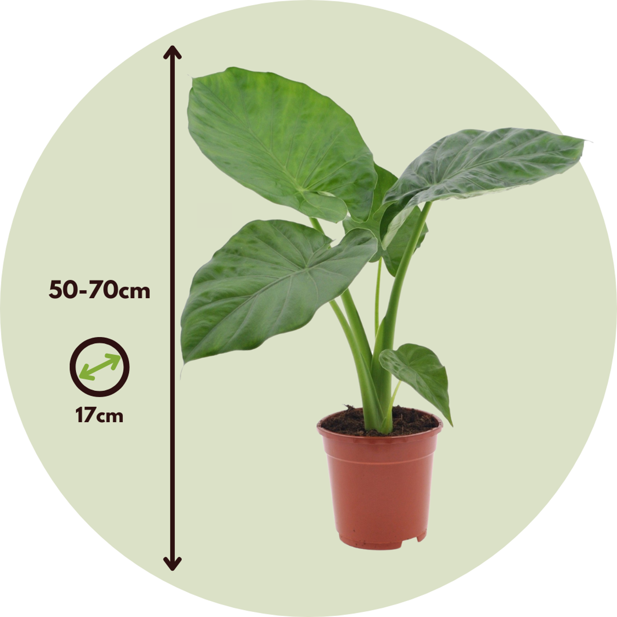Alocasia Fräscht Grönt - Set Om 3 - Dypsis, Clusia Rosea, Alocasia - Höjd 50-70Cm - ⌀17Cm