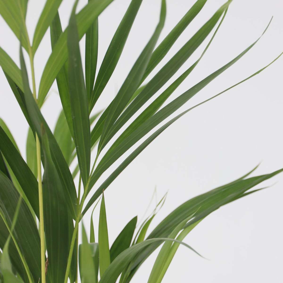 Alocasia Fräscht Grönt - Set Om 3 - Dypsis, Clusia Rosea, Alocasia - Höjd 50-70Cm - ⌀17Cm