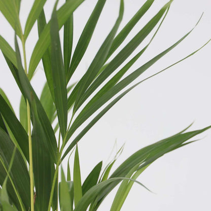 Alocasia Fräscht Grönt - Set Om 3 - Dypsis, Clusia Rosea, Alocasia - Höjd 50-70Cm - ⌀17Cm