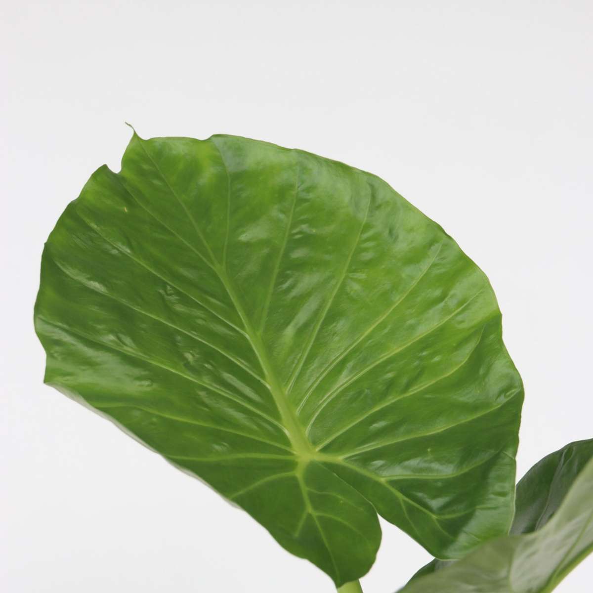 Alocasia Fräscht Grönt - Set Om 3 - Dypsis, Clusia Rosea, Alocasia - Höjd 50-70Cm - ⌀17Cm