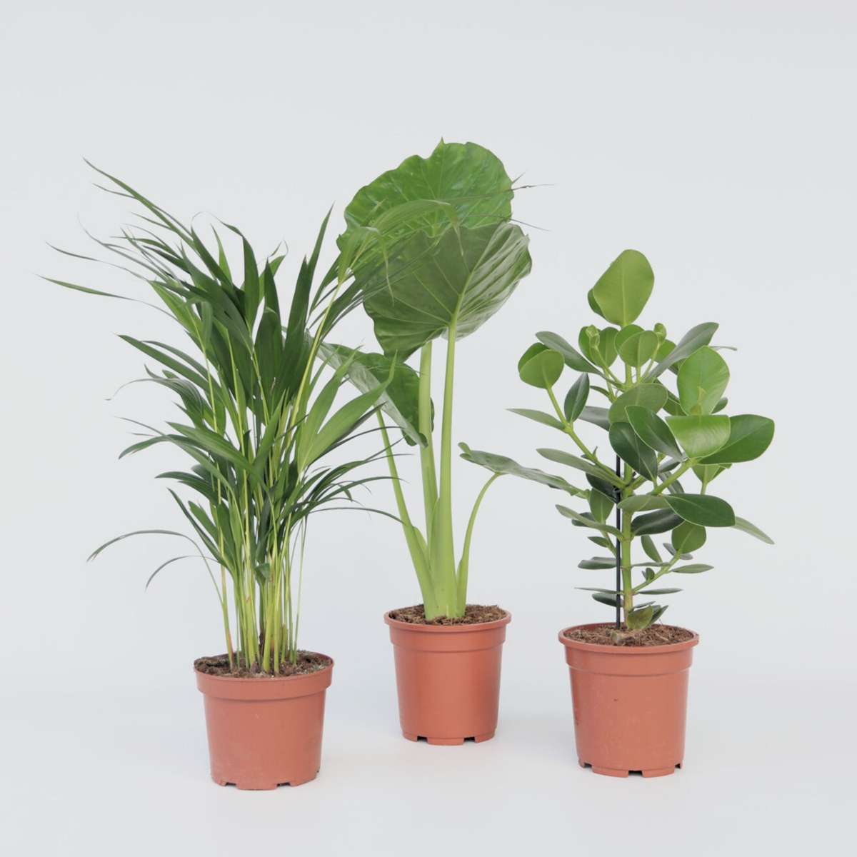 Alocasia Fräscht Grönt - Set Om 3 - Dypsis, Clusia Rosea, Alocasia - Höjd 50-70Cm - ⌀17Cm