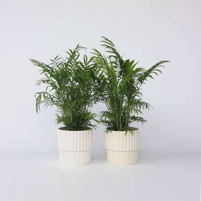 Indoor Palms Bergpalm - Set Om 2 - Chamaedorea Elegans - Höjd 50-60Cm - ⌀17Cm