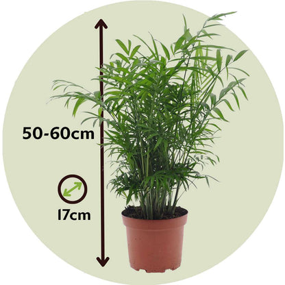 Indoor Palms Bergpalm - Set Om 2 - Chamaedorea Elegans - Höjd 50-60Cm - ⌀17Cm