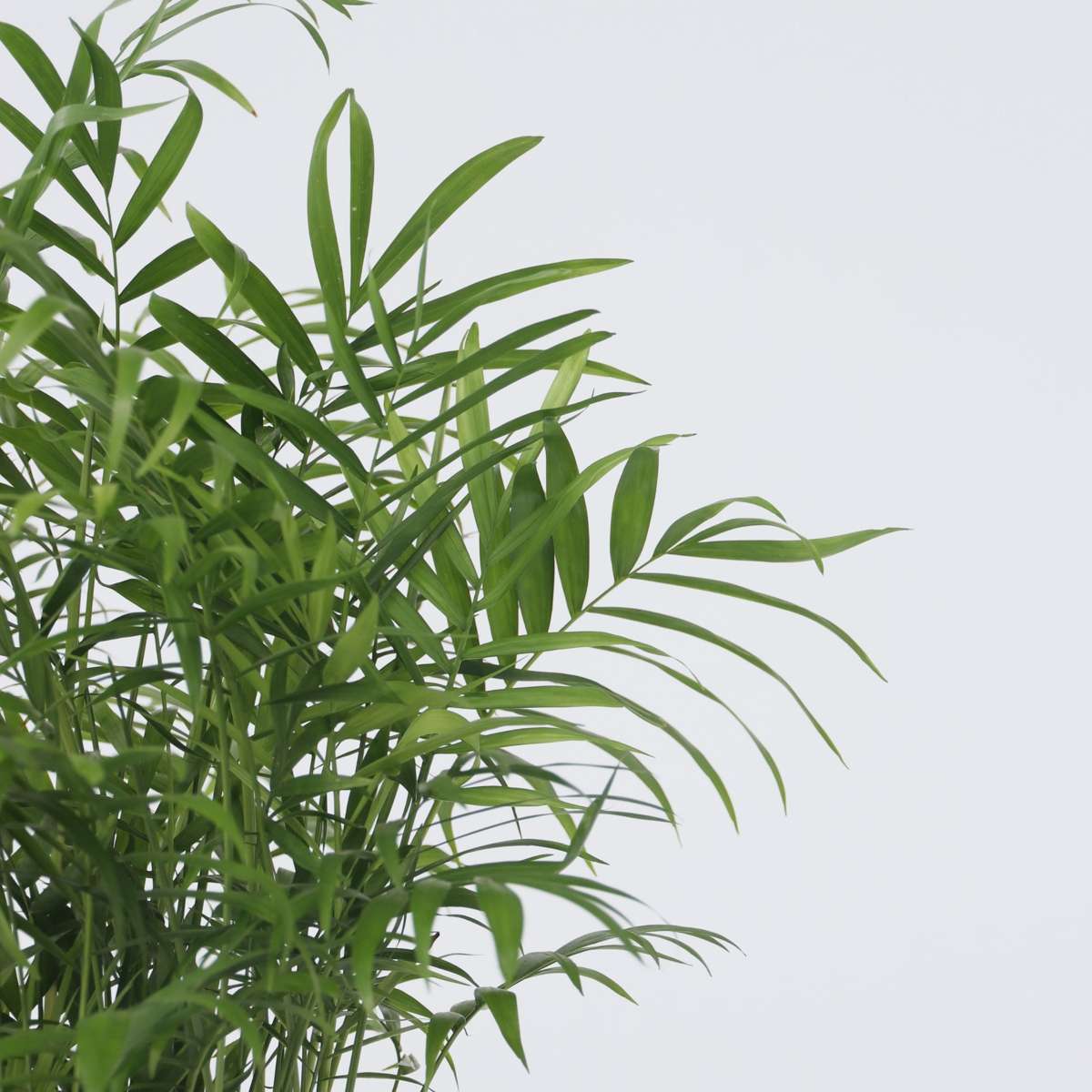 Indoor Palms Bergpalm - Set Om 2 - Chamaedorea Elegans - Höjd 50-60Cm - ⌀17Cm