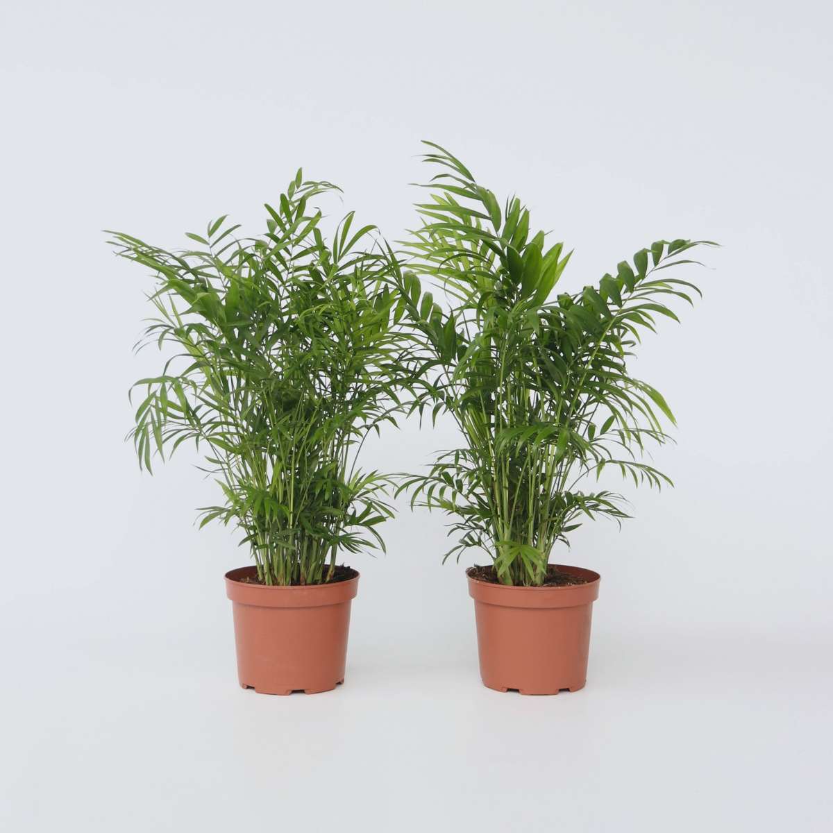 Indoor Palms Bergpalm - Set Om 2 - Chamaedorea Elegans - Höjd 50-60Cm - ⌀17Cm