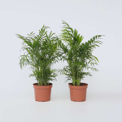 Indoor Palms Bergpalm - Set Om 2 - Chamaedorea Elegans - Höjd 50-60Cm - ⌀17Cm