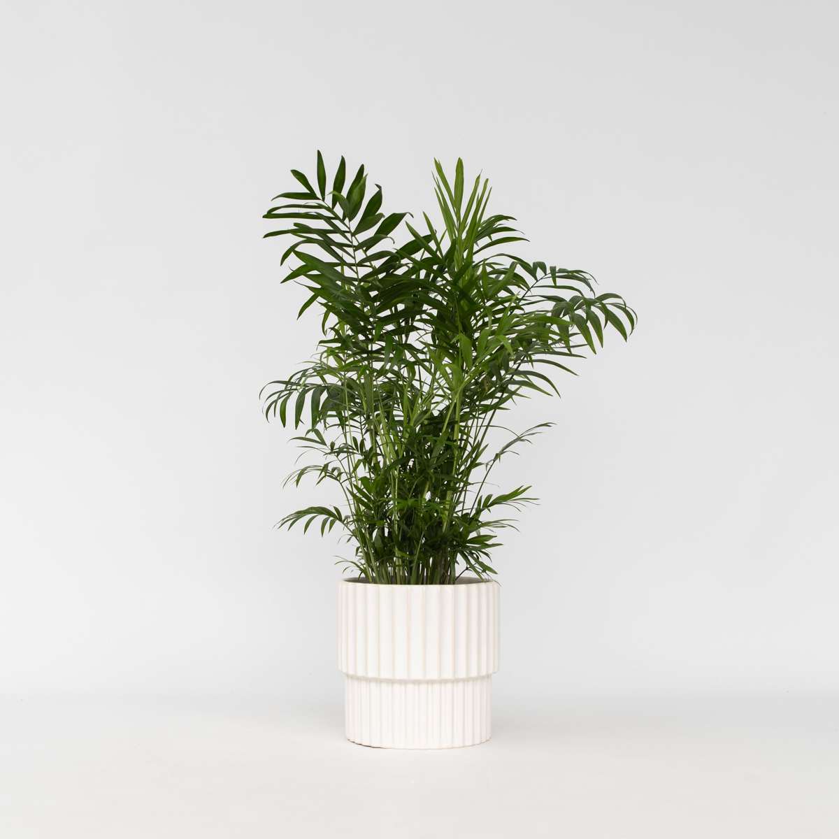 Florastore Bergpalm - Chamaedorea Elegans - Höjd 50-60Cm - ⌀17Cm