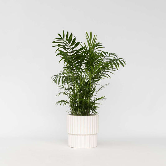 Indoor Palms Bergpalm - Chamaedorea Elegans - Höjd 50-60Cm - ⌀17Cm