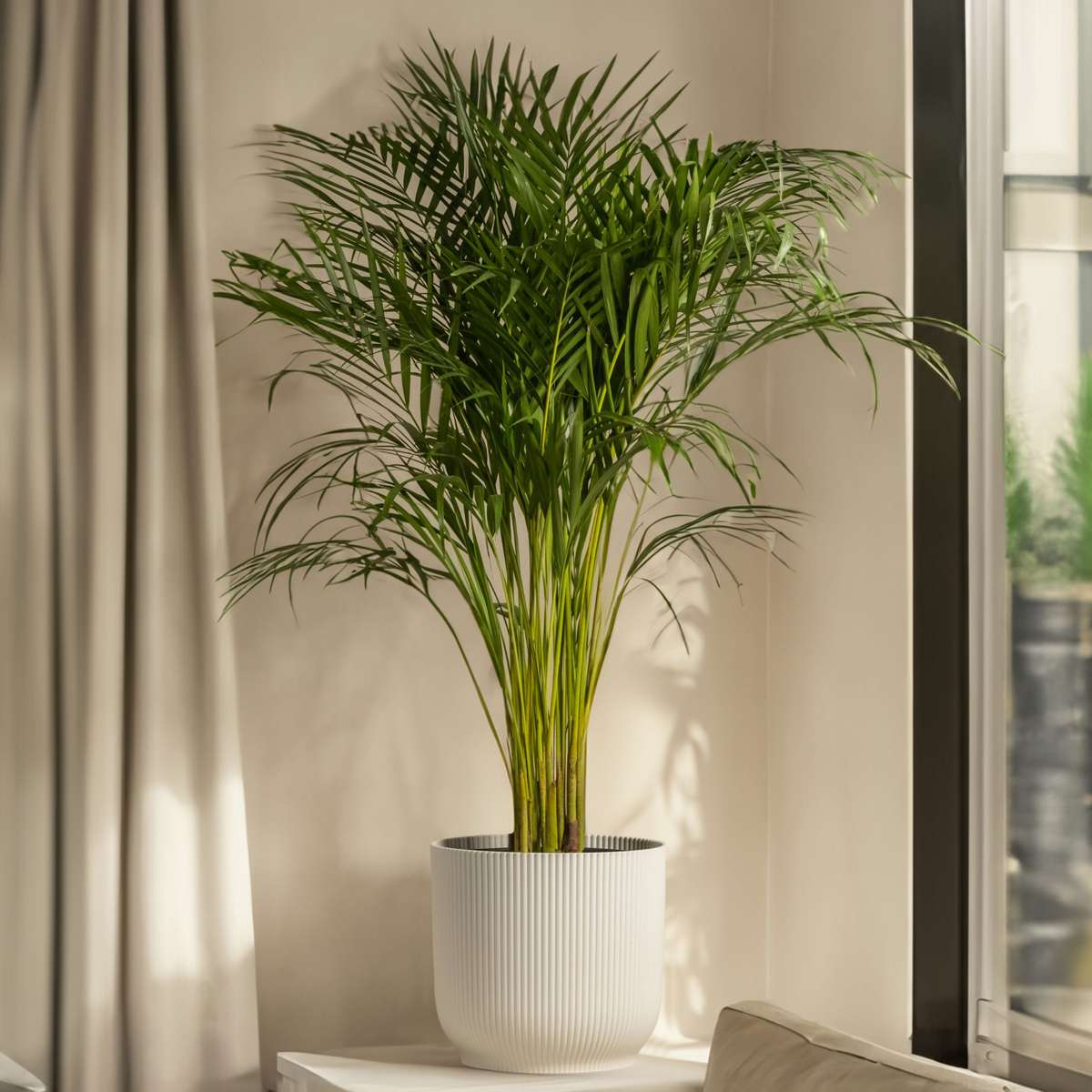 Indoor Palms Bergpalm - Chamaedorea Elegans - Höjd 50-60Cm - ⌀17Cm