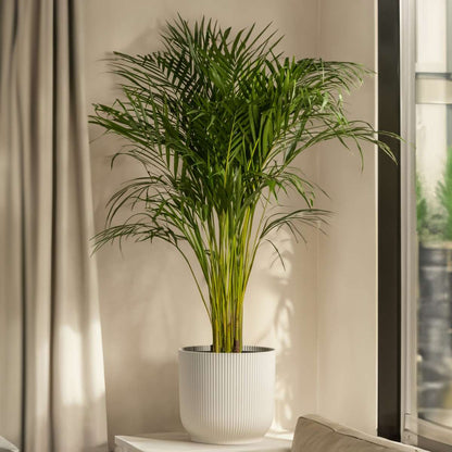 Indoor Palms Bergpalm - Chamaedorea Elegans - Höjd 50-60Cm - ⌀17Cm