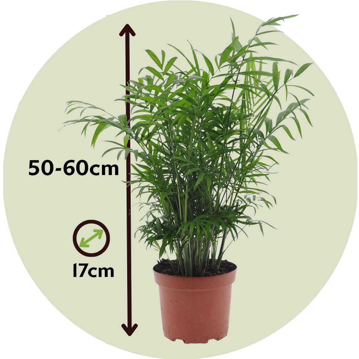Indoor Palms Bergpalm - Chamaedorea Elegans - Höjd 50-60Cm - ⌀17Cm