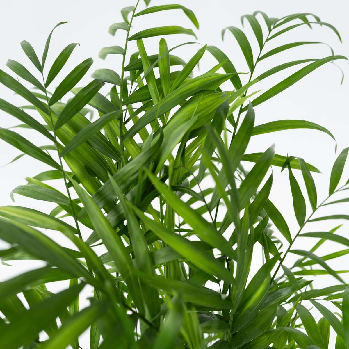 Indoor Palms Bergpalm - Chamaedorea Elegans - Höjd 50-60Cm - ⌀17Cm