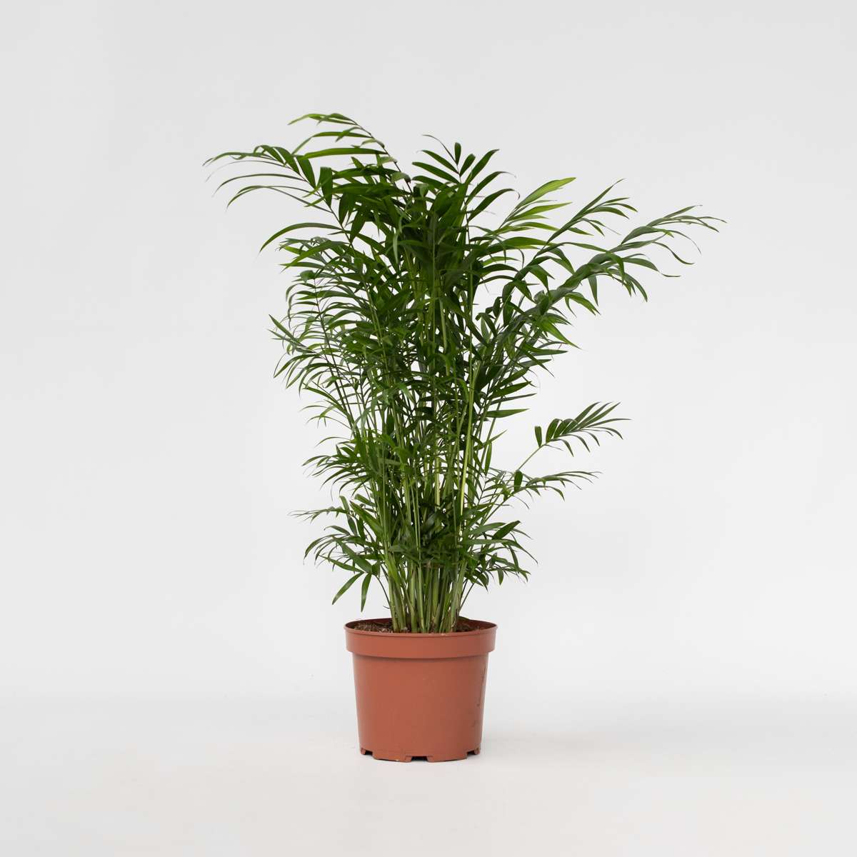 Indoor Palms Bergpalm - Chamaedorea Elegans - Höjd 50-60Cm - ⌀17Cm
