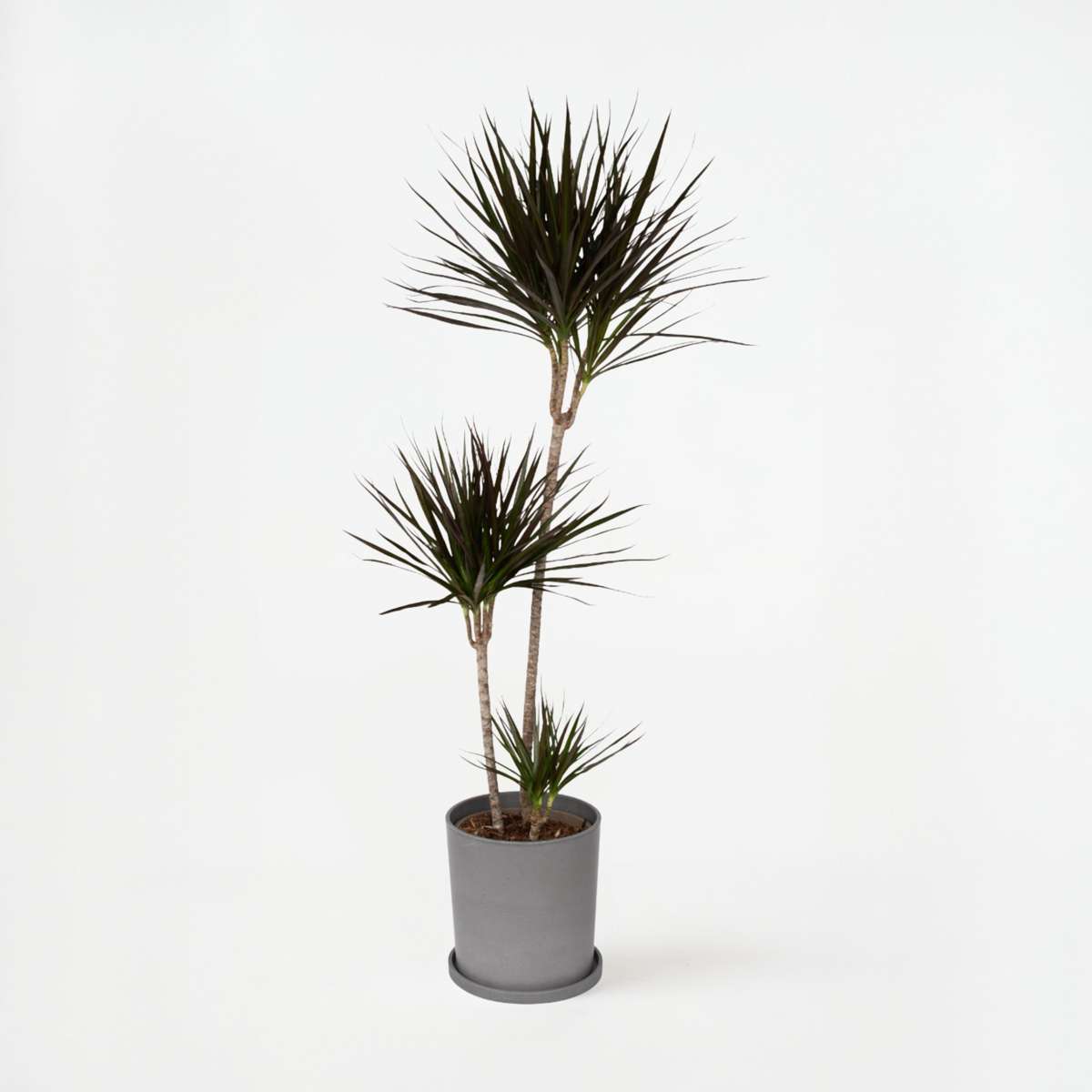 Dracaena Banddracena - Dracaena Marginata - Höjd 110-130Cm - ⌀24Cm