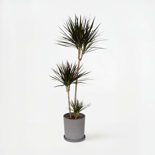 Dracaena Banddracena - Dracaena Marginata - Höjd 110-130Cm - ⌀24Cm