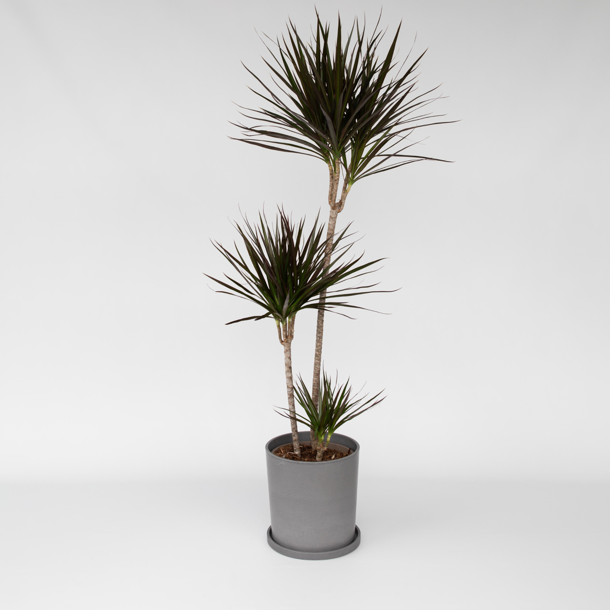 Florastore Banddracena - Dracaena Marginata - Höjd 110-130Cm - ⌀24Cm