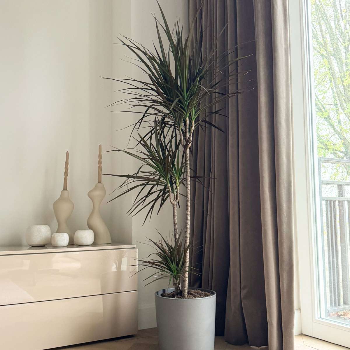 Dracaena Banddracena - Dracaena Marginata - Höjd 110-130Cm - ⌀24Cm
