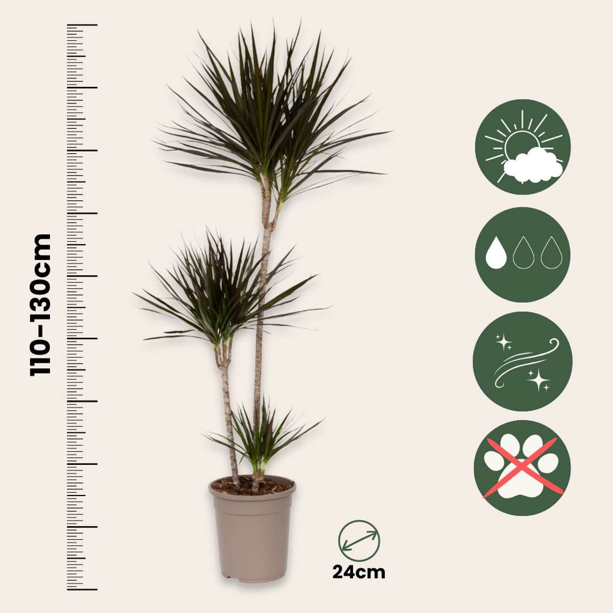 Dracaena Banddracena - Dracaena Marginata - Höjd 110-130Cm - ⌀24Cm