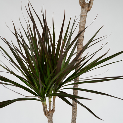 Dracaena Banddracena - Dracaena Marginata - Höjd 110-130Cm - ⌀24Cm
