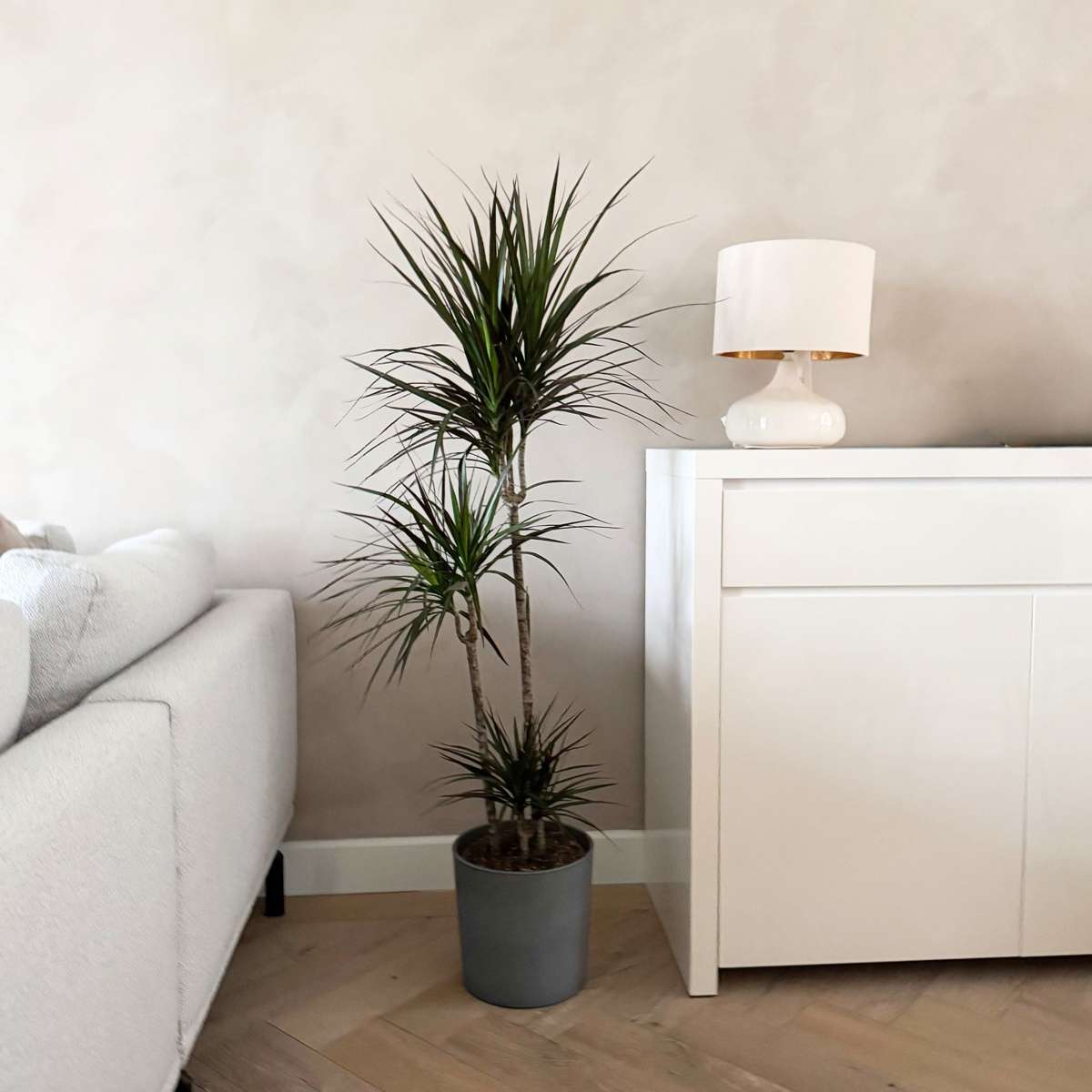 Dracaena Banddracena - Dracaena Marginata - Höjd 110-130Cm - ⌀24Cm