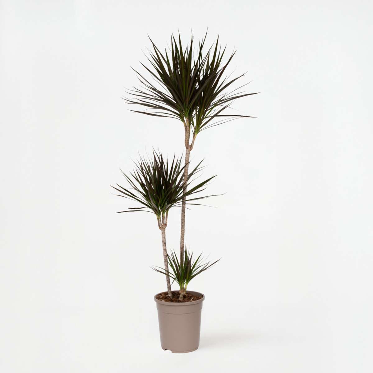 Dracaena Banddracena - Dracaena Marginata - Höjd 110-130Cm - ⌀24Cm