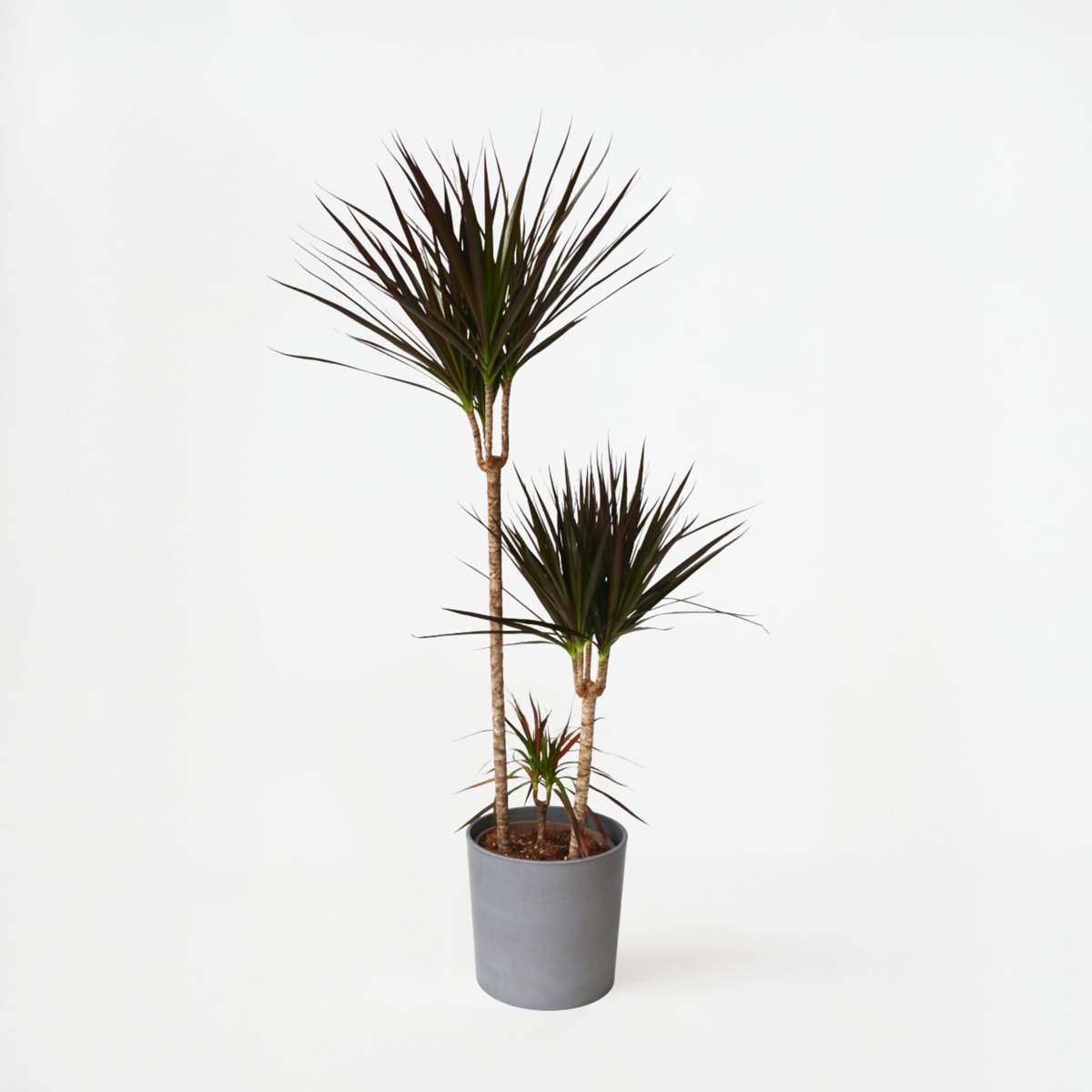 Dracaena Banddracena - Dracaena Marginata 'Magenta' - Höjd 110-130Cm - ⌀24Cm