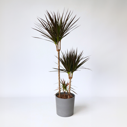 Florastore Banddracena - Dracaena Marginata 'Magenta' - Höjd 110-130Cm - ⌀24Cm