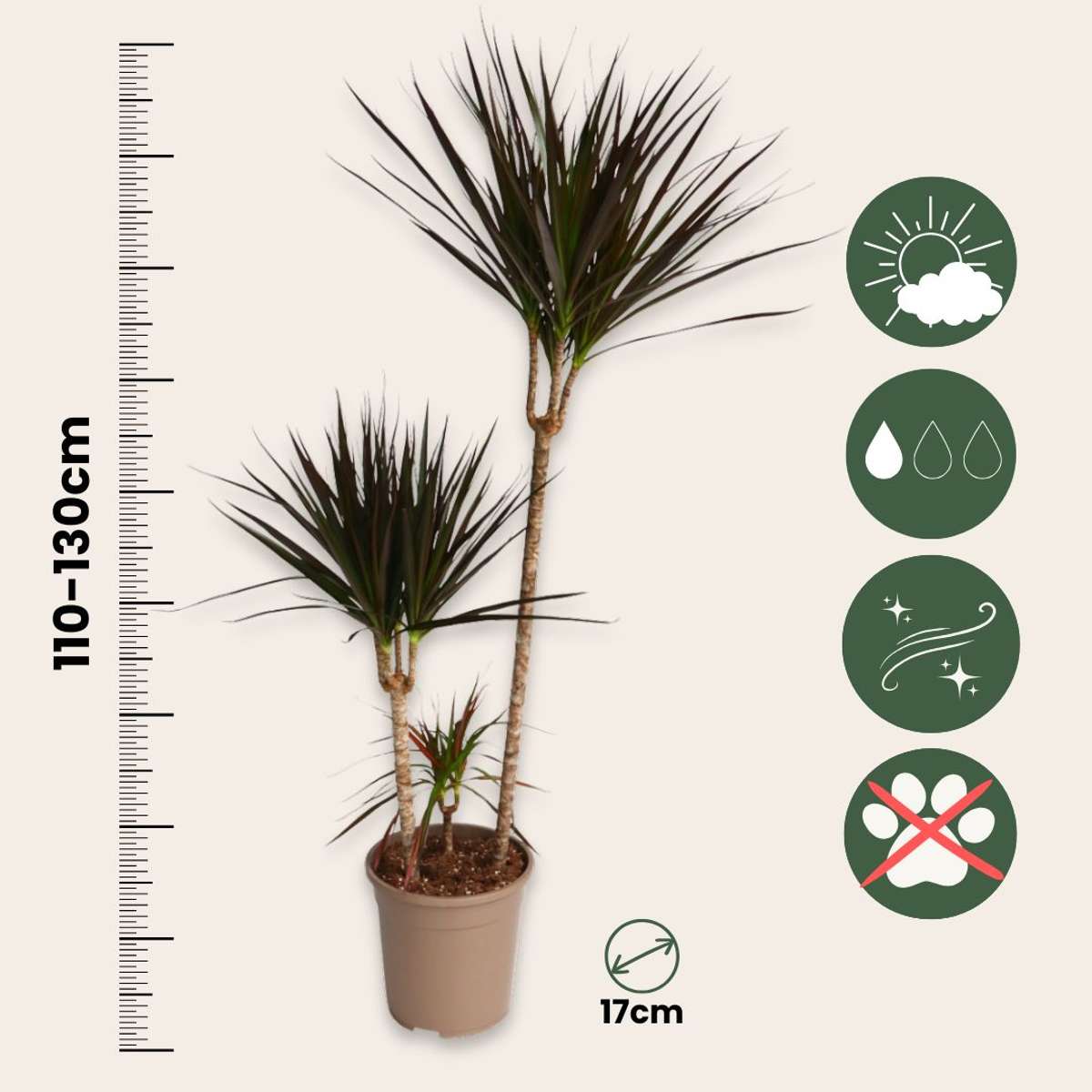 Dracaena Banddracena - Dracaena Marginata 'Magenta' - Höjd 110-130Cm - ⌀24Cm