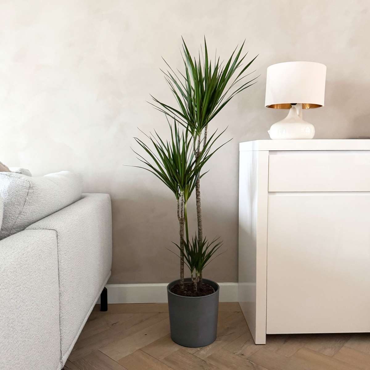 Dracaena Banddracena - Dracaena Marginata 'Magenta' - Höjd 110-130Cm - ⌀24Cm