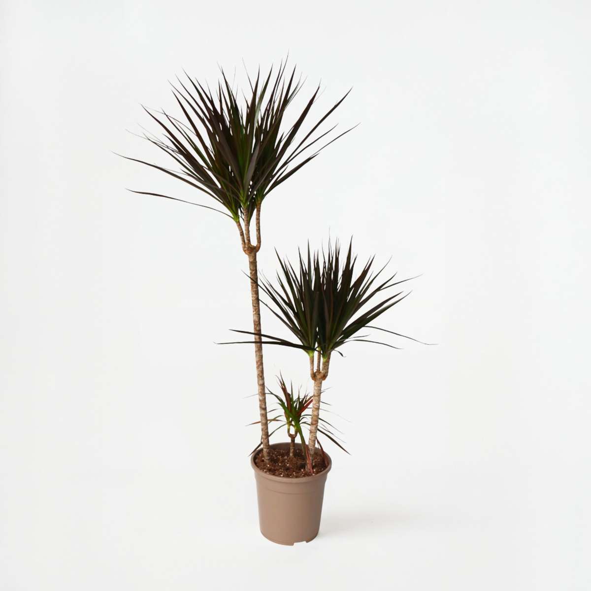 Dracaena Banddracena - Dracaena Marginata 'Magenta' - Höjd 110-130Cm - ⌀24Cm