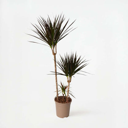Dracaena Banddracena - Dracaena Marginata 'Magenta' - Höjd 110-130Cm - ⌀24Cm