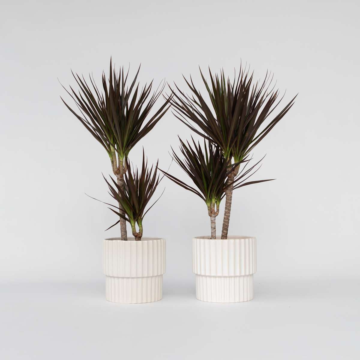 Florastore Banddracena - Set Om 2 - Dracaena Marginata 'Magenta' - Höjd 70-80Cm - ⌀17Cm