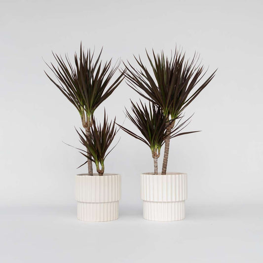 Out Of Category Houseplants Banddracena - Set Om 2 - Dracaena Marginata 'Magenta' - Höjd 70-80Cm - ⌀17Cm