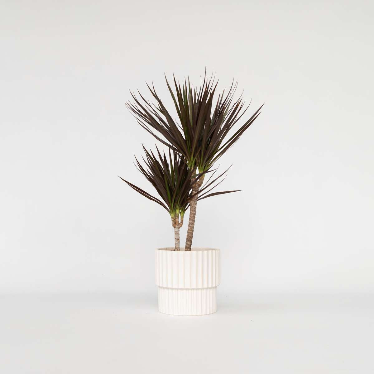 Florastore Banddracena - Dracaena Marginata 'Magenta' - Höjd 70-80Cm - ⌀17Cm