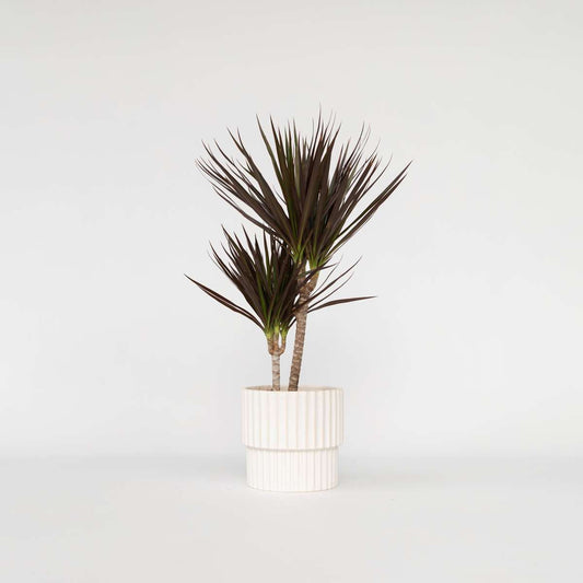 Florastore Banddracena - Dracaena Marginata 'Magenta' - Höjd 70-80Cm - ⌀17Cm