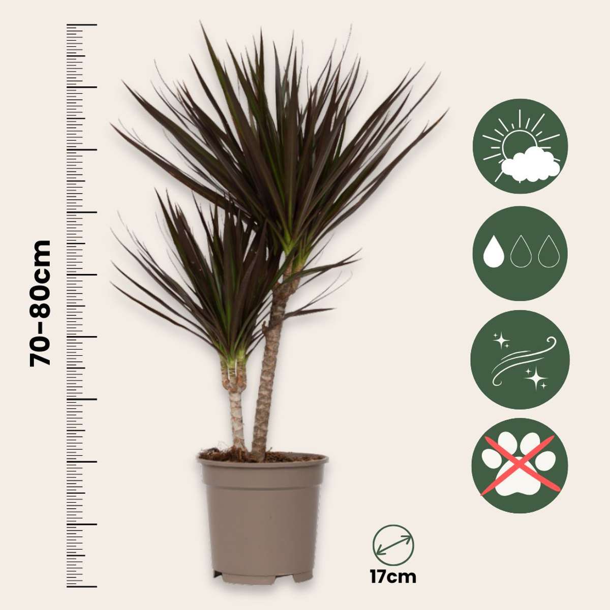 Dracaena Banddracena - Dracaena Marginata 'Magenta' - Höjd 70-80Cm - ⌀17Cm
